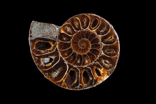A polished half of fossil Ammonite isolated on a black background with clipping path