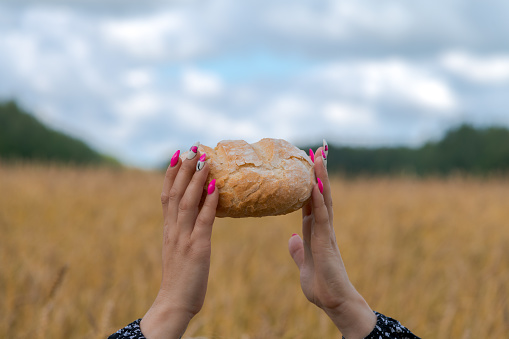 Close-up view of female hands holding loafof bread on agricultural wheat field in a summer day. Clouds on the sky. Soft focus. Copy space for your text. Food industry theme.
