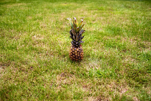 Pineapple overripe on a meadow in summer