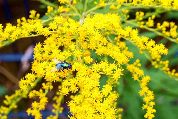 A green fly sits on a yellow flower