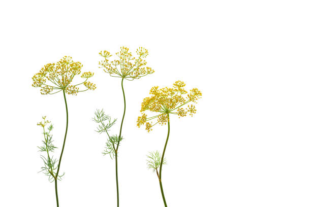 istock Fennel flowers on a white background. 1612428025