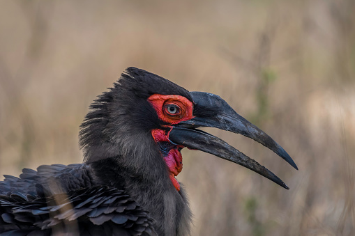 Southern ground hornbill in Kruger national park south africa