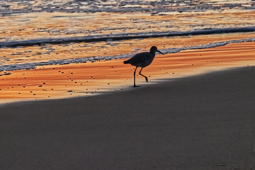 The receding waves create a color pallet with the shadow of the sand piper - Outer banks, NC, USA