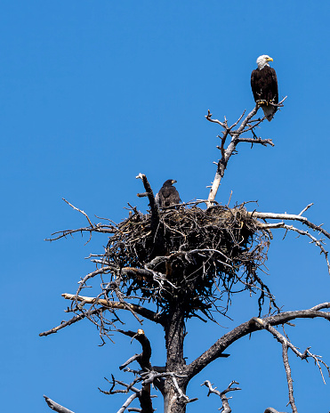Photograph of a Bald Eagle and chick in a nest