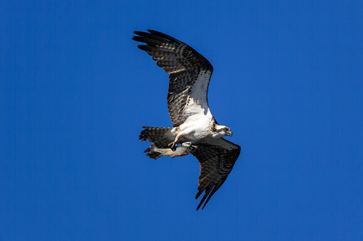 Photograph of an Osprey flying with a fish.