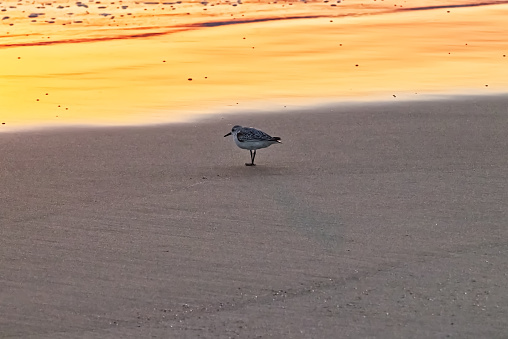 A lone seagull standing on the sandy beach at Presque Isle Stae park in Erie, PA.