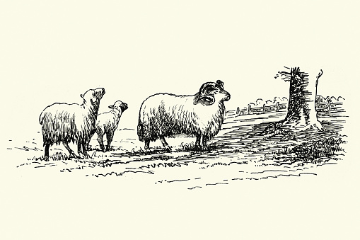 Vintage illustration of Drawing of sheep in a field, Ram, Ewe, Lamb, Victorian history agriculture farming, livestock
