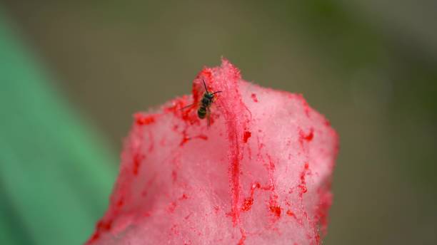 istock The bee eats pink candyfloss. The bee sits on cotton candy. 1612489511