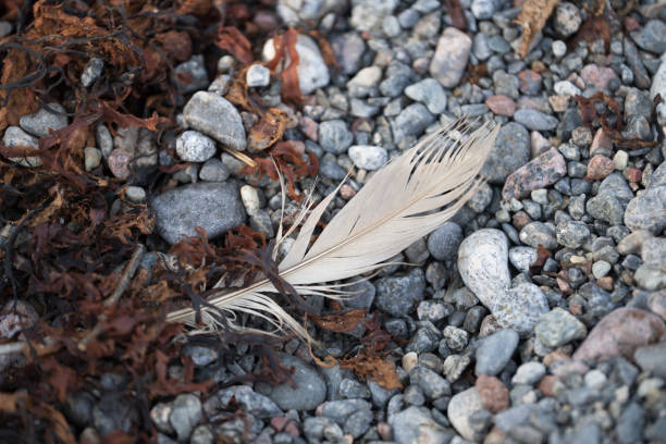 White feather