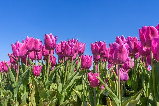 Beautiful purple tulips in bloom photographed from below against a clear blue sky