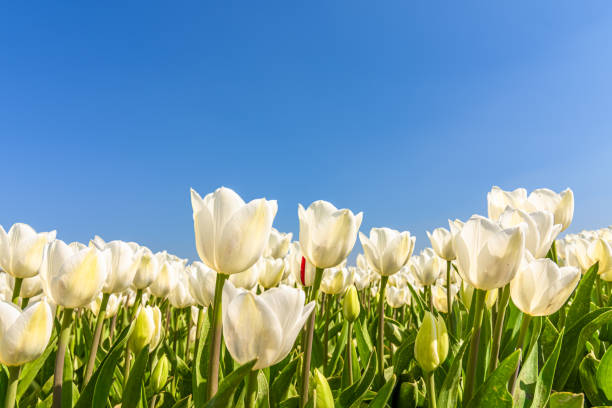 White tulips against blue sky