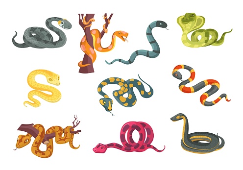 Colorful poisonous snakes. Cartoon suffocating reptiles. Creeping scaly animals. Danger wildlife. Cobra and python. Venomous viper. Terrarium serpents. Wild predator on branch. Splendid vector set