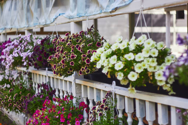 ampelous flowers in a hanging pot on the terrace