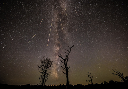 A view of Perseid meteor shower along with the colorful milky way above trees