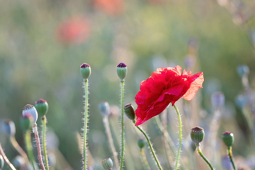 Red poppy flower at sunset in a summer field. Floral design, decoration flowers