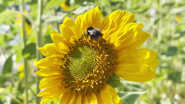 Large bumblebee walks pollinating sunflower