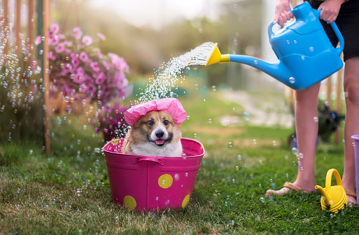 girl watering from a watering can cute dog corgi in a shower cap sitting in a metal trough in a sunny garden surrounded by soap bubbles