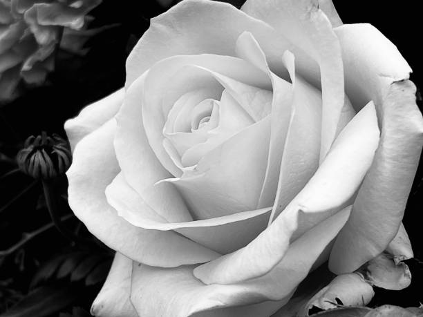istock Close up of a rose and soft petals 1612540336