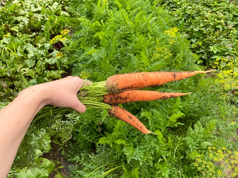 female hand holds freshly picked carrots near the beds in the vegetable garden