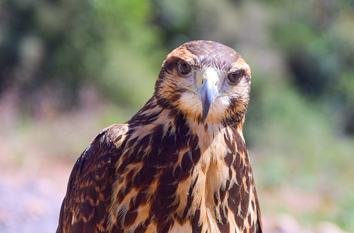 Close-up on a hawk, known as the \