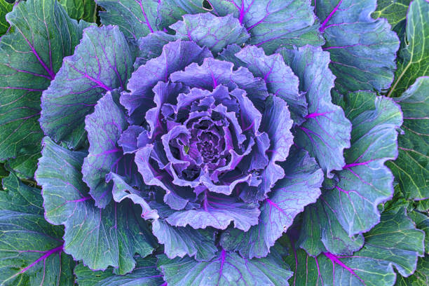 istock Beautiful ornamental decorative cabbage background. Organic purple decorative cabbage in the garden. 1612576101