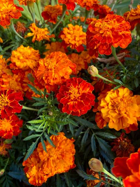 istock orange bright flowering marigolds close up 1612582735