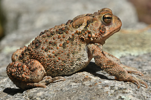 American toad at its own eye level, looking well fed. On a granite rock in bright sunlight, summer, Connecticut.