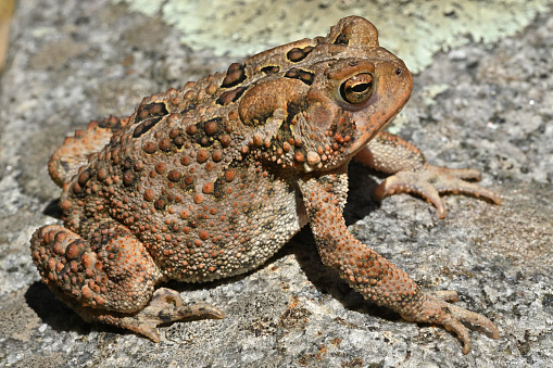 Cururu Toad of the species Rhinella diptycha
