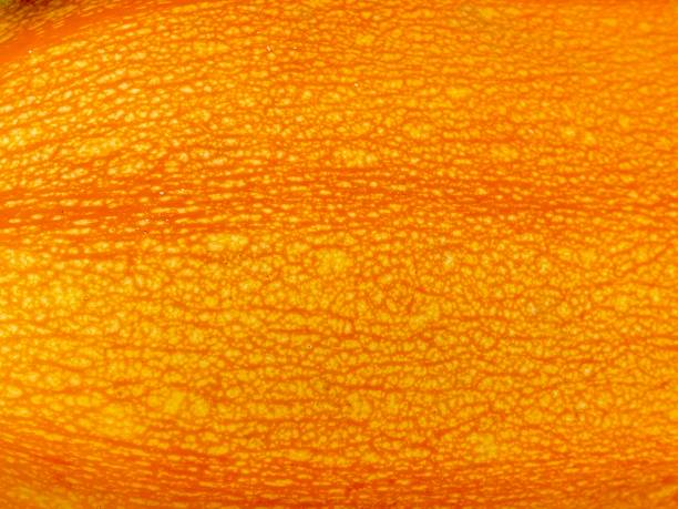 Image libre: citrouille croûte, légumes, citrouille texture