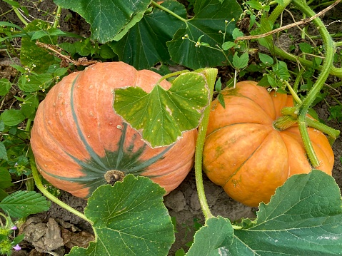 Large pile of pumpkins and gourds Halloween and Thanksgiving holiday backgrounds.