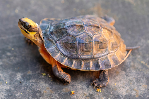 The Golden Coin Turtle a.k.a. Chinese Three-striped box turtle.