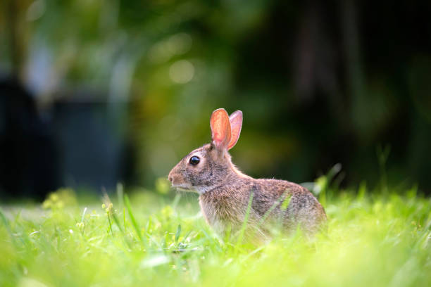 istock Grey small hare eating grass on summer field. Wild rabbit in nature 1612631822