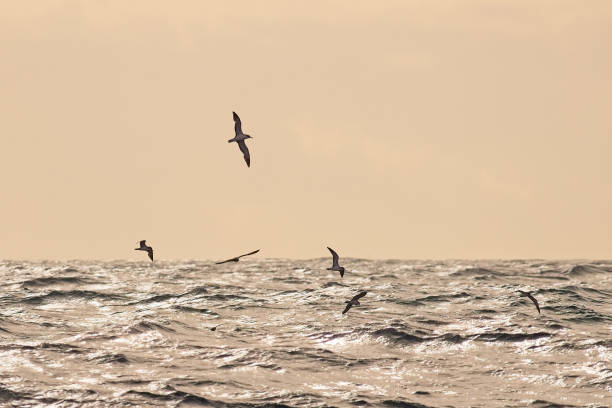 istock Corys Shearwater feeding over sea 1612631849