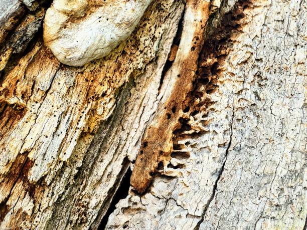 istock The bark of a thousand years old oak 1612637074