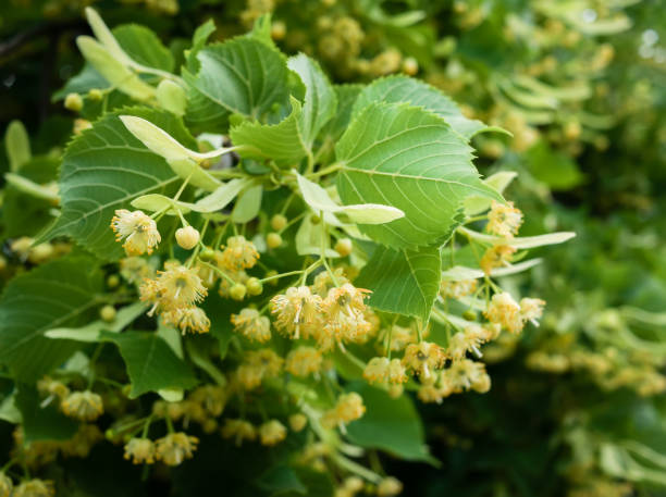 istock A linden branch that has blossomed 1612640142