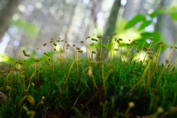 istock Green moss in forest in summer 1612648148