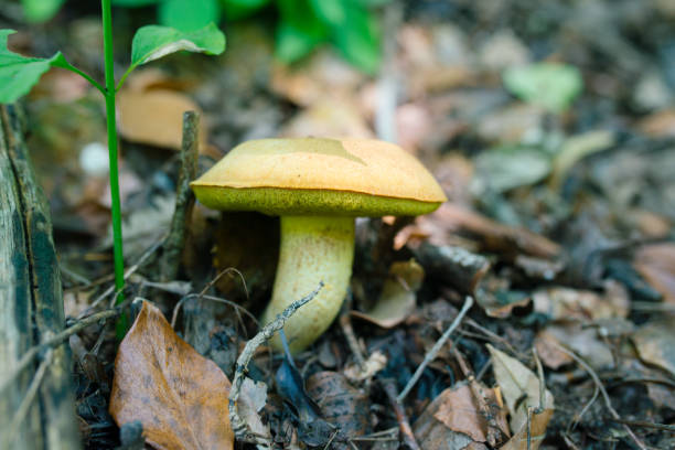 Hemileccinum impolitum mushroom in forest