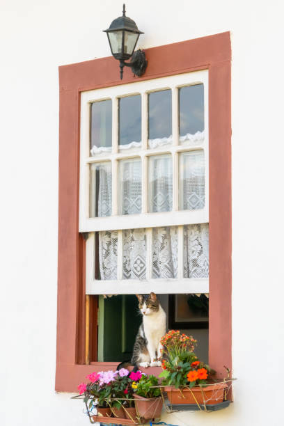 istock Window with a cat and flowers 1612700365