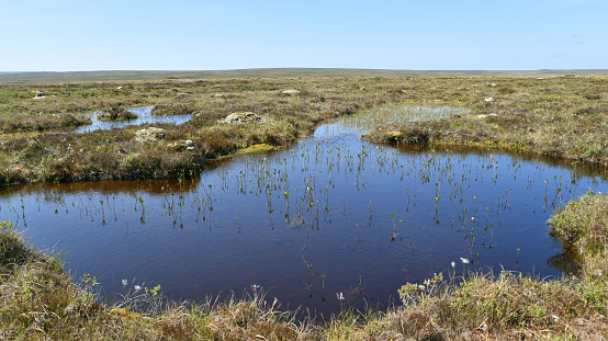 Forsinard Flows is part of a vast expanse of blanket bog, sheltered straths and mountains known as the Flow Country