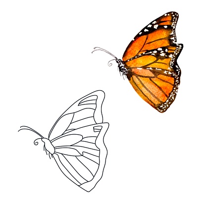 butterfly white and black outlines and watercolor example for coloring in watercolor or any media