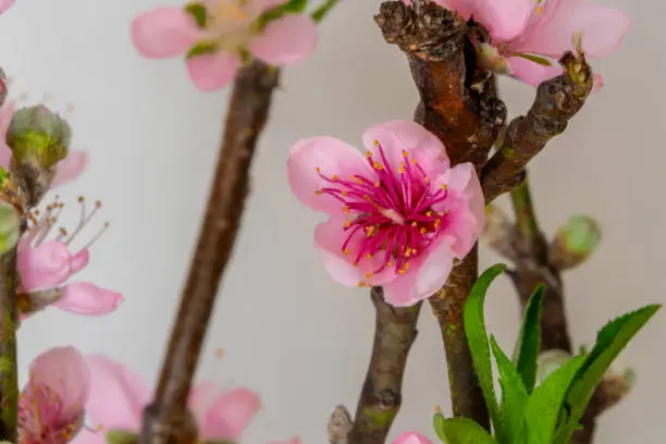 Peach blossom details. Peach-tree. Prunus persica (scientific name)