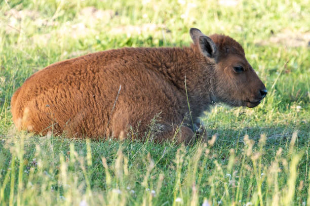 istock Baby Bison Sits in Hayden Valley 1612745791
