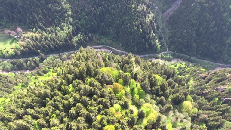 Flight through the green meadows covered with flowering fresh grass to the plateau towards the forested valley