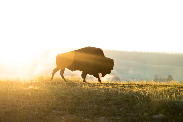 istock Breath of Dawn from Bison 1612748354