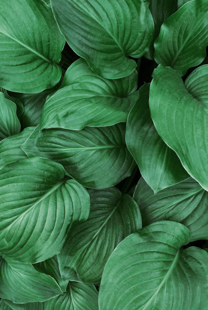 istock Leaves, abstract green texture, nature background 1612749887