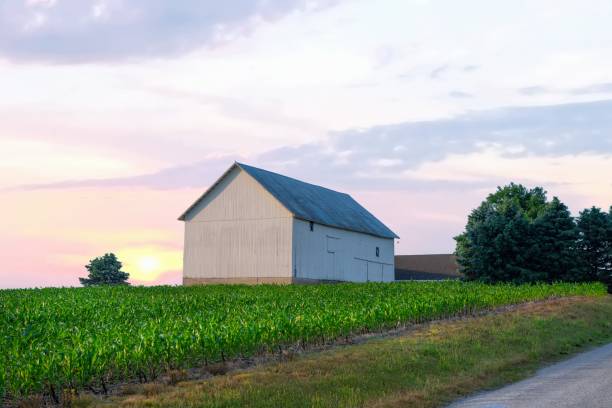 istock Old Barn with Cornfield at sunrise- Northern Indiana 1612756827
