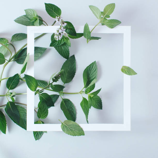 istock Creative layout made of medicinal mint on light background with frame. Spring minimal concept 1612764690