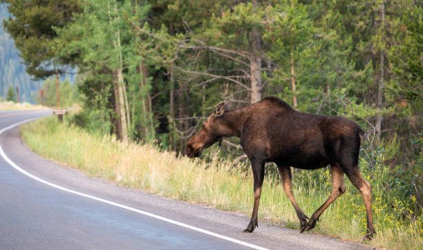 istock Female Moose Cautiously Crosses Road 1612767959