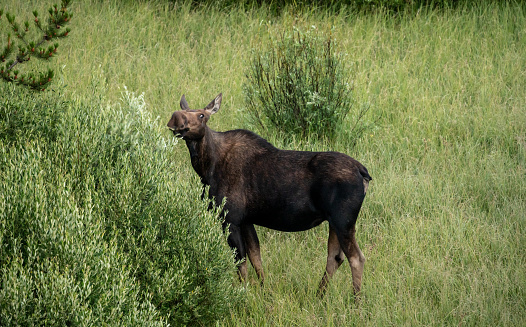 Female Moose Reaches High Into Willow Plant For Food in Grand Teton National Park
