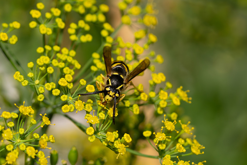Yellowjacket  wasp feeding on yellow dill plant flowers.